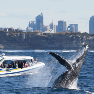 Ballenas en Sydney Australia
